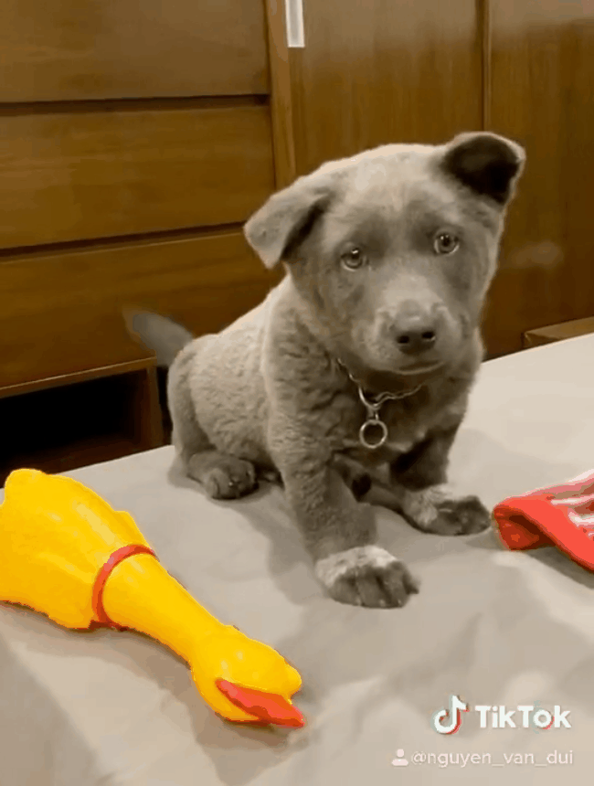 Dúi used to be this adorably cute