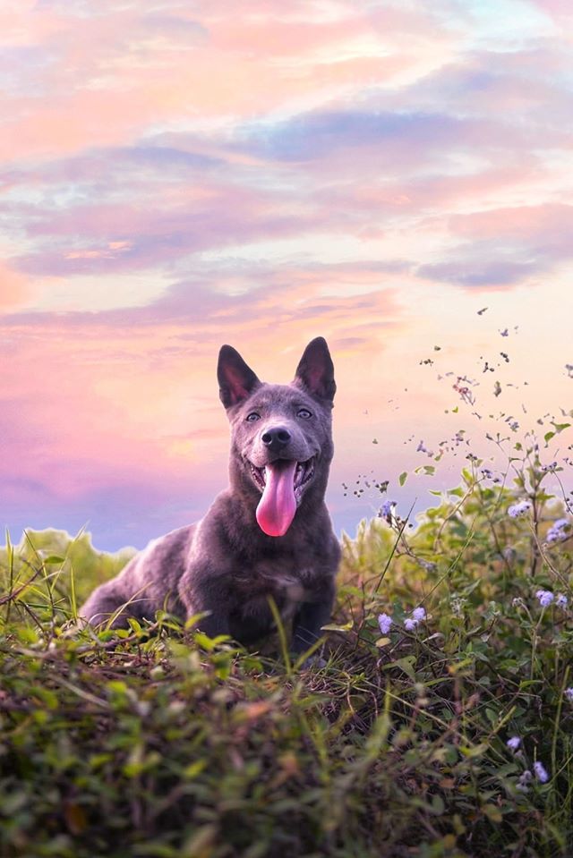 Longer tongue and ears have cost him some cuteness points