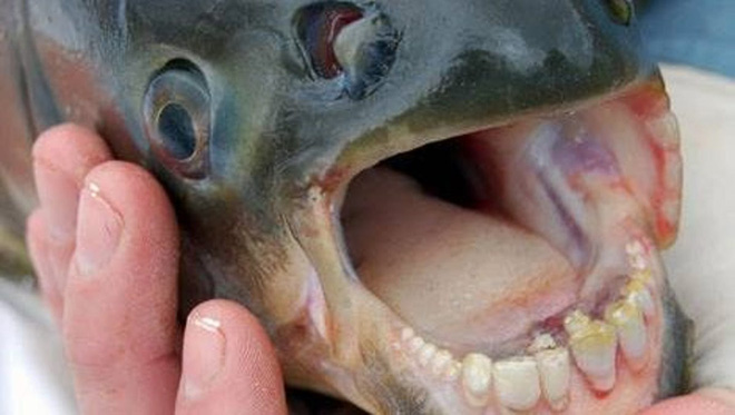 At first glance, the sheepshead fish's teeth look quite human-like.