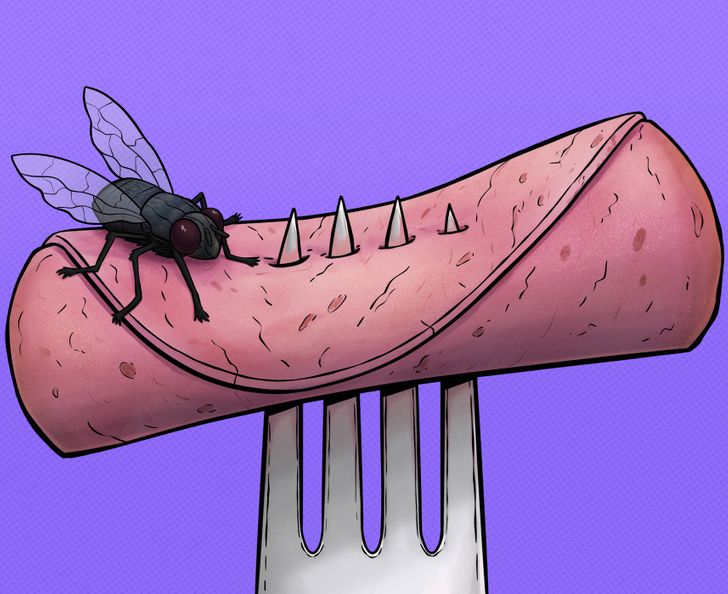 Close-up of a fly