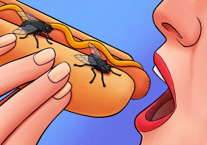 Fly eggs on food