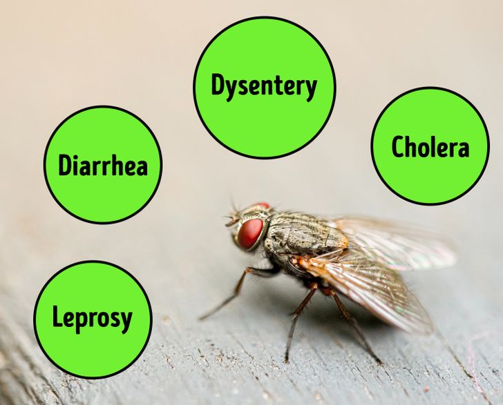 Fly on food
