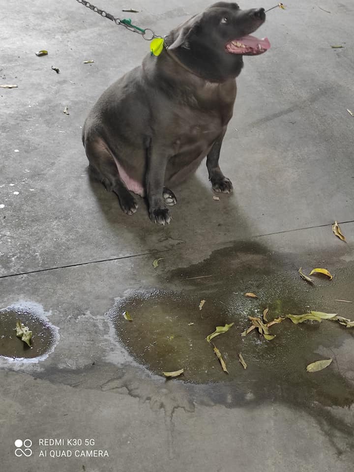 A social media photo claiming Dúi has gotten quite chubby.