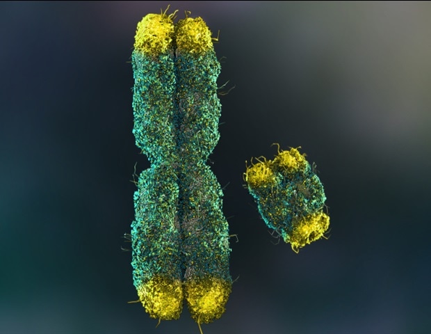 Telomeres at the end of chromosomes
