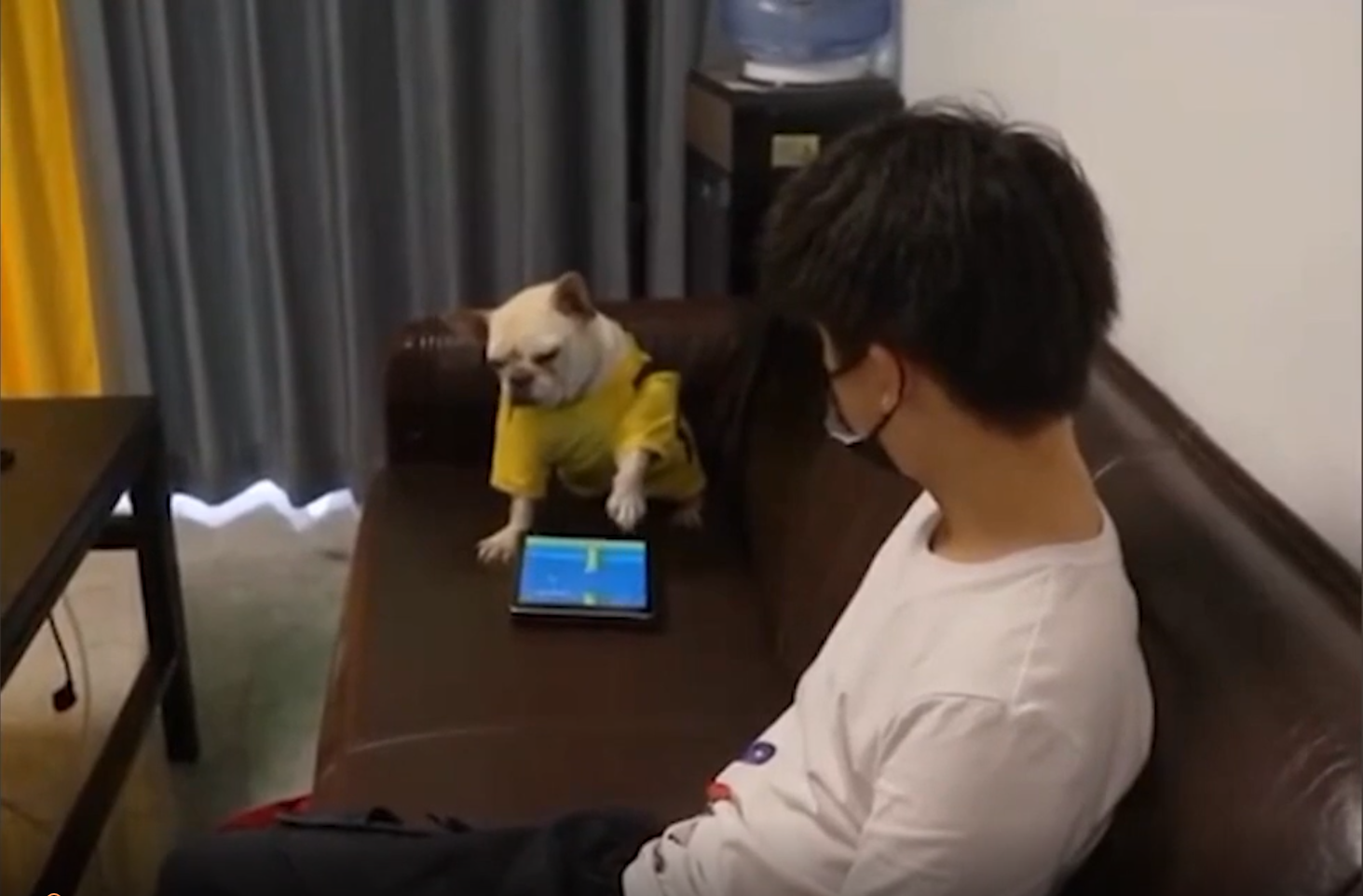 Dog intently playing Flappy Bird