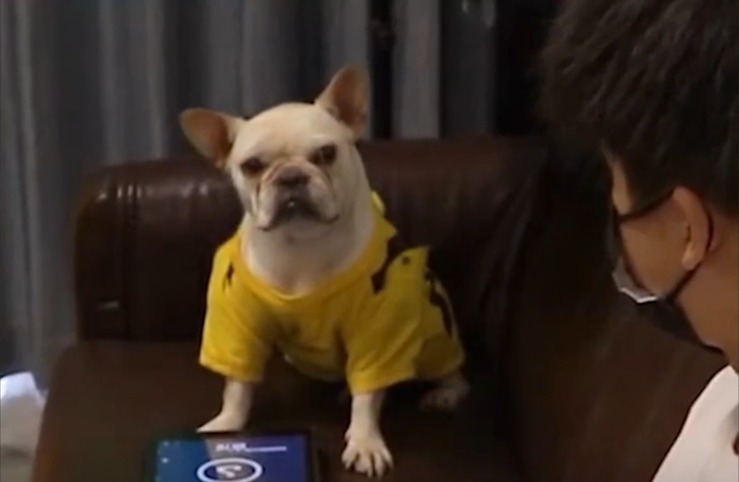 The dog’s furious face at the moment
