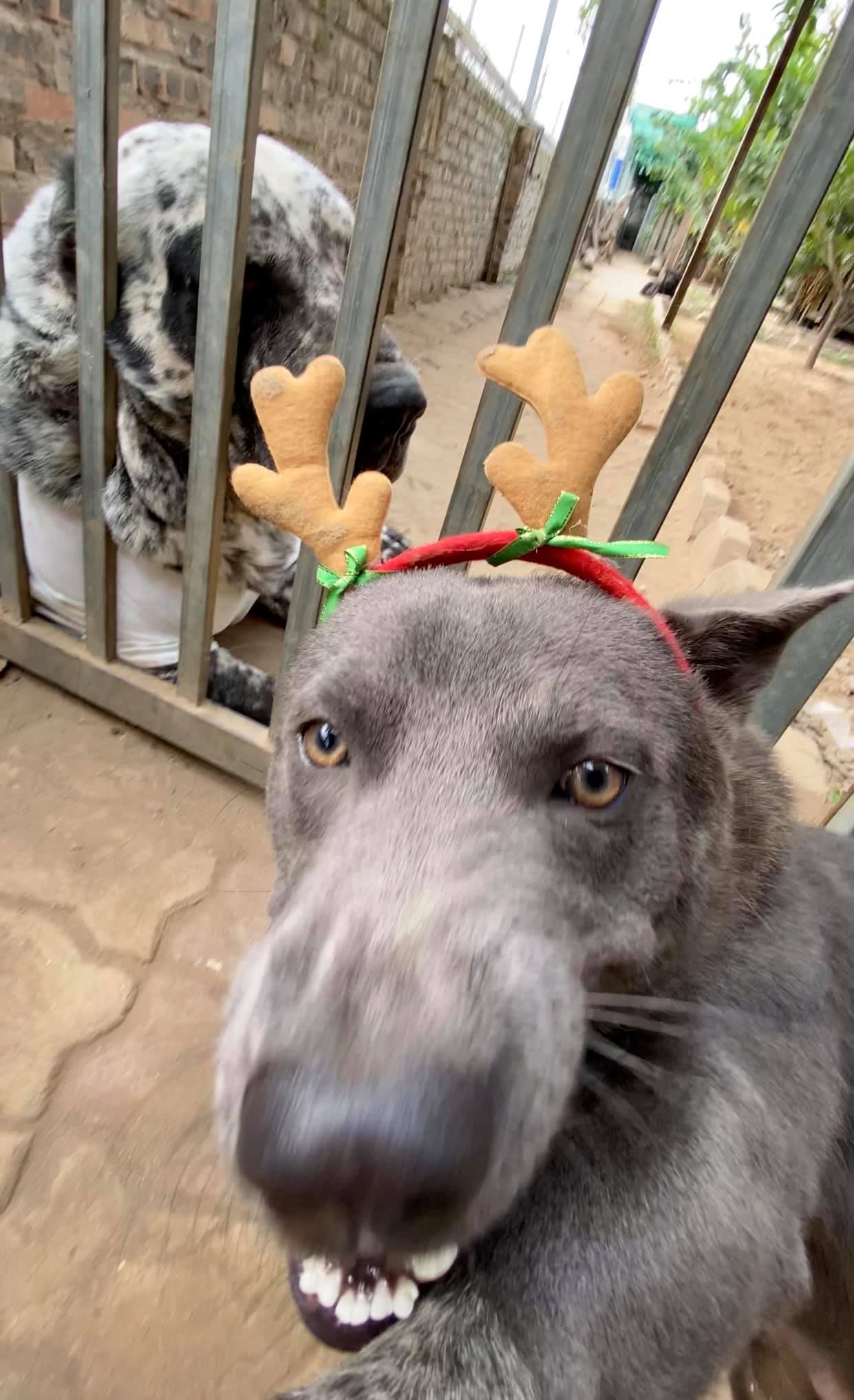 Nguyễn Văn Dúi’s Hilarious Christmas Selfies Surprise Fans 7 1001 different poses from the idol