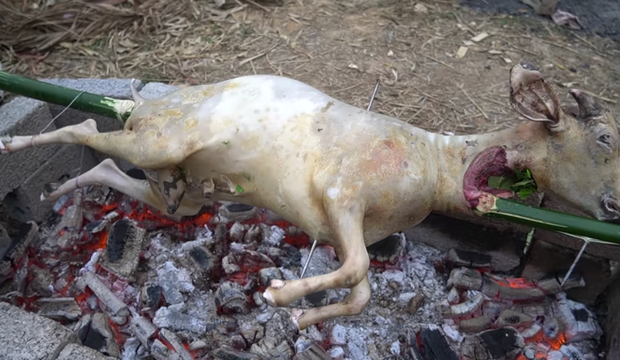 The scene where a bamboo stick is pushed through the goat’s neck made many cringe
