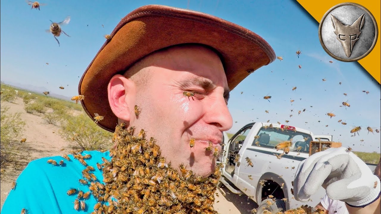 Peterson faces a swarm of bees covering his face