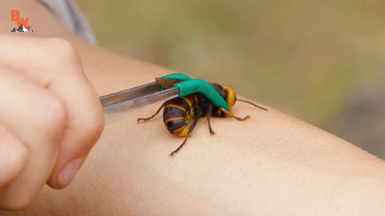 Peterson takes on a new challenge with the giant hornet