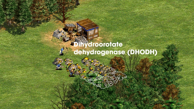 DHODH in host cells acts like the last gold mines on the Age of Empires map