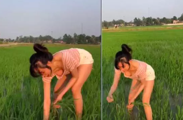 Bà Tưng in revealing outfit during rice planting