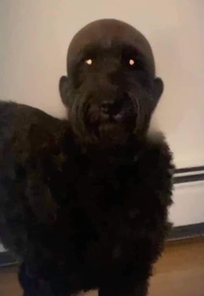 Girl Shaves Dog’s Head, Internet Can’t Stop Laughing at the Look 1 The dog’s wild new hairstyle