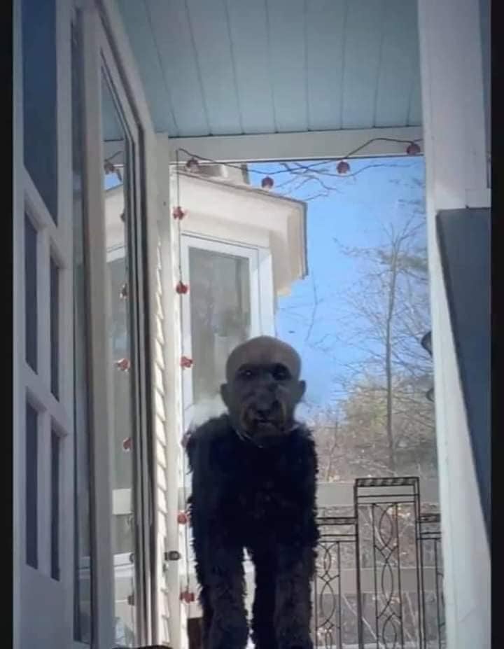 Girl Shaves Dog’s Head, Internet Can’t Stop Laughing at the Look 2 Not sure what the dog looked like before, but now it’s pretty creepy