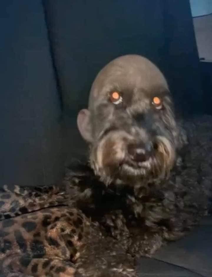 Girl Shaves Dog’s Head, Internet Can’t Stop Laughing at the Look 3 Seeing this dog at night would probably scare a lot of people