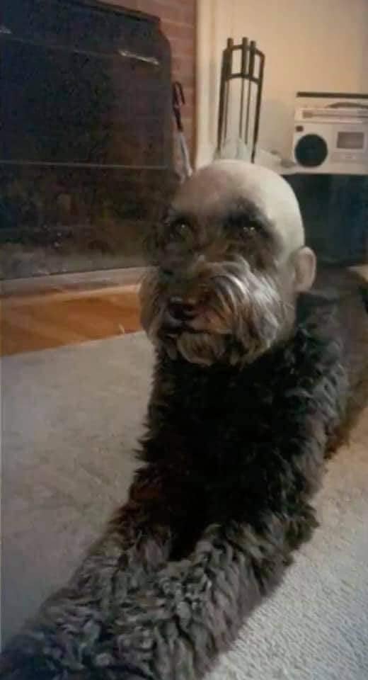 Girl Shaves Dog’s Head, Internet Can’t Stop Laughing at the Look 4 Still creepy even when the dog is sitting calmly