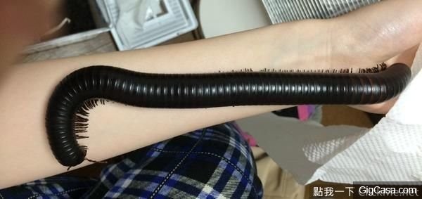 Close-up of one of her creepy pets