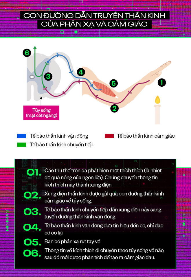 Your Brain Thinks at 180km/h but Still Can’t Beat Lag 4 Reflex nerve pathway diagram