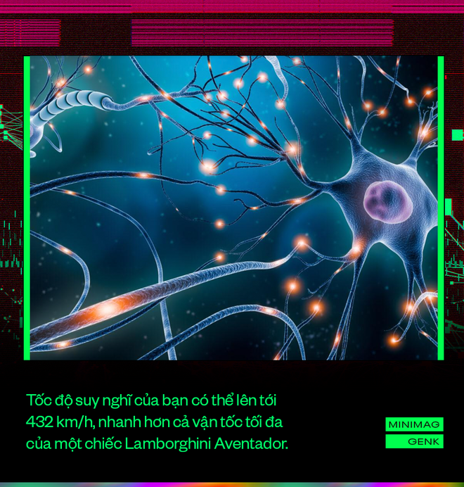 Your Brain Thinks at 180km/h but Still Can’t Beat Lag 5 Nerve fiber thickness and speed