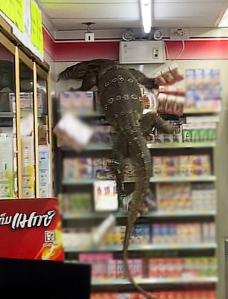 Annoyed at not opening the fridge, the lizard aggressively climbs the top shelf