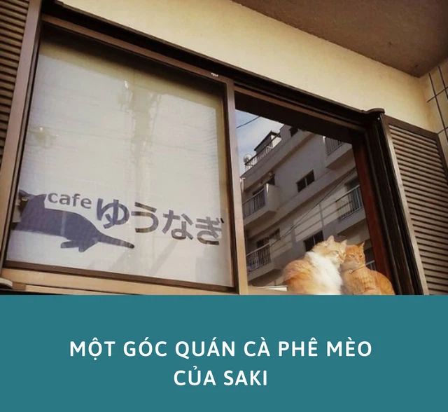 Saki's cat cafe with rescued cats