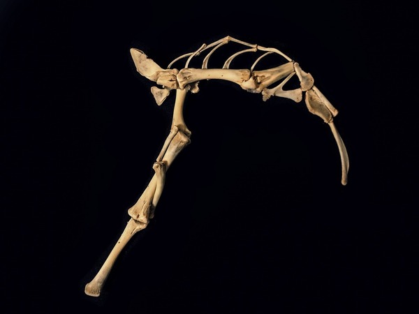 Gamer Crafts Epic Weapon Using KFC Chicken Bones 4 Could be assembled into a powerful axe or sickle just like in a game