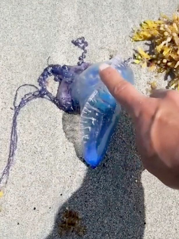 This deadly jellyfish and Alexa’s stunt are drawing heavy criticism