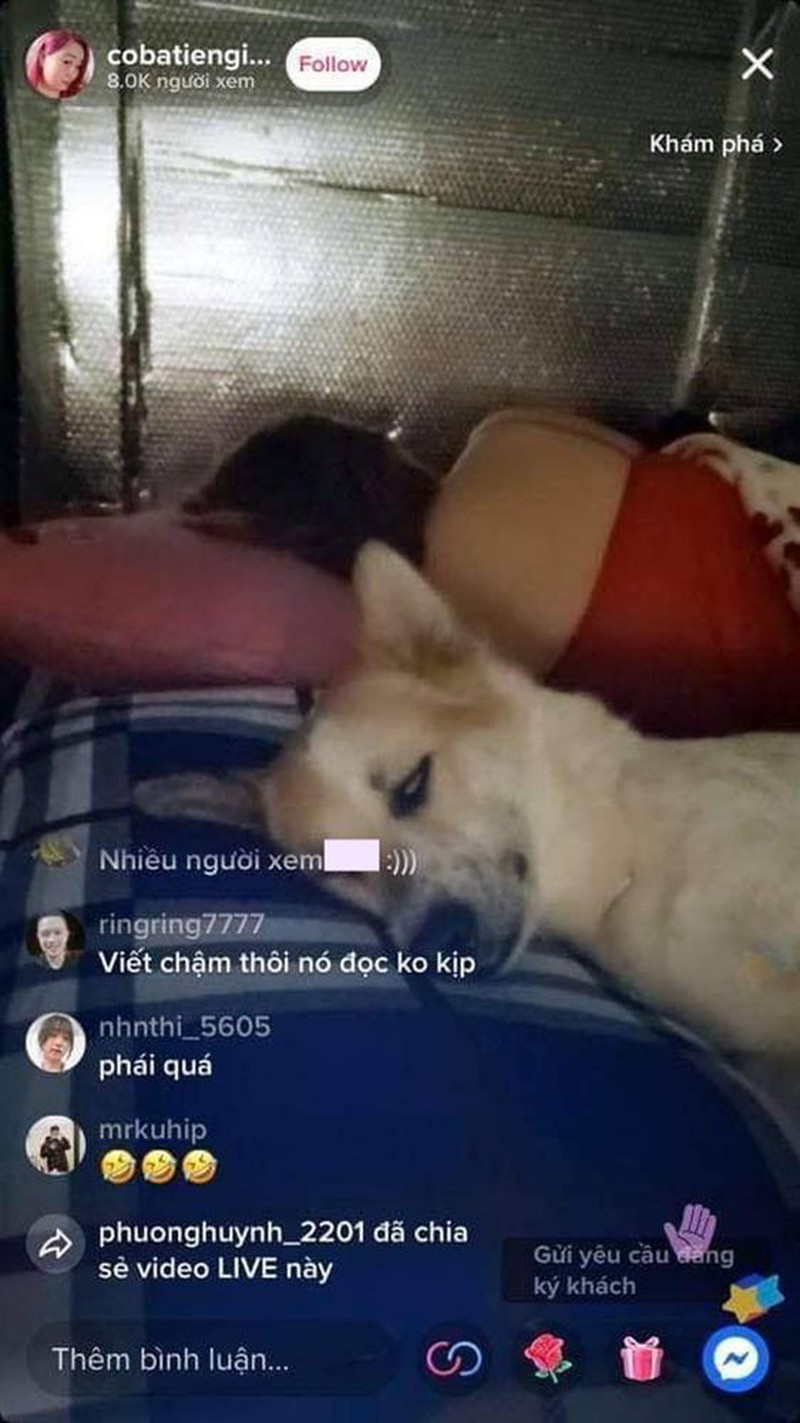 Dog Becomes Viral Streamer by Just Sleeping on Camera 1 This dog suddenly became a viral sensation with massive streamer engagement