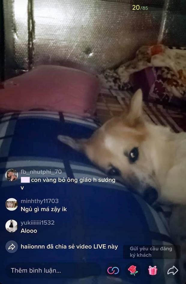 Dog Becomes Viral Streamer by Just Sleeping on Camera 2 Surprisingly, this new 'streamer' is a huge hit despite doing almost nothing