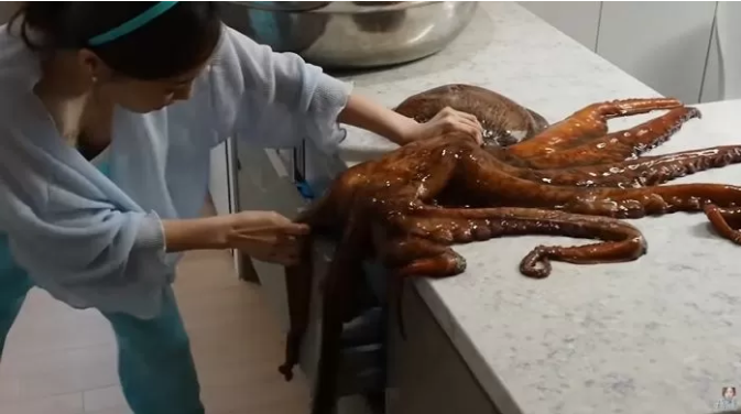 YouTuber Ssoyoung Struggles With 10kg Live Octopus Gift 2 The live octopus caused a lot of trouble for the YouTuber