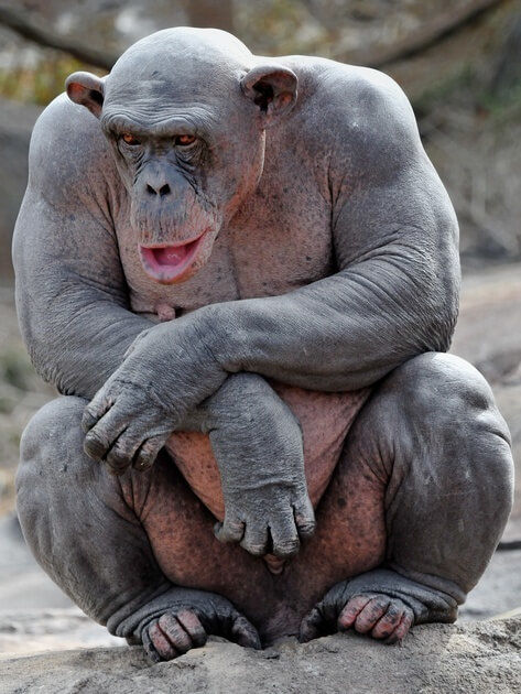 Why Gorillas and Kangaroos Have Huge Muscles Without Gym Time 1 A female chimpanzee at the zoo