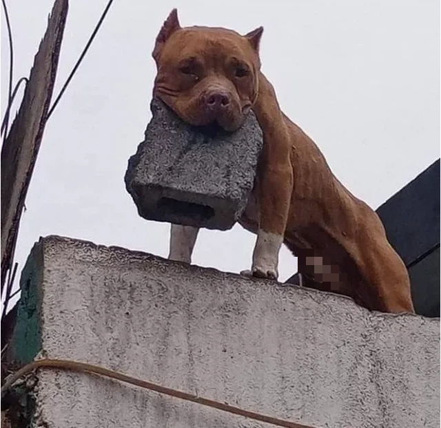 The dog in the viral story causing a stir online