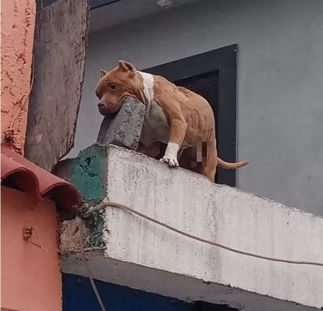 The dog trained to drop bricks
