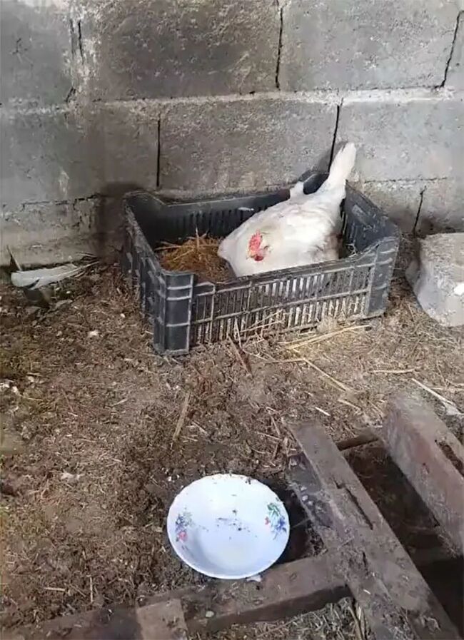 Hen Hen the Hen Cares for Orphaned Kittens After Mom Dies 1 Farm owner checks chicken coop after hearing strange sounds