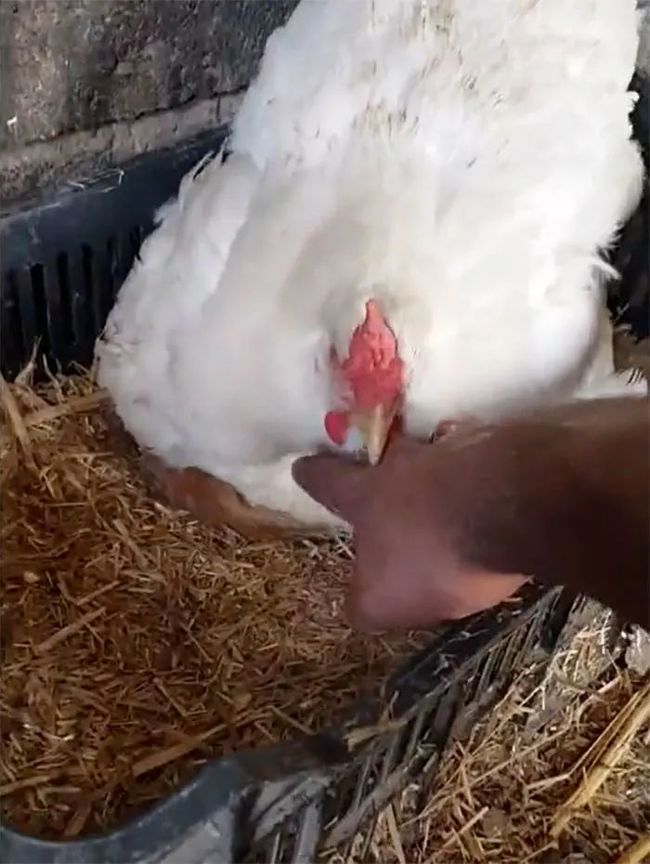 Hen Hen the Hen Cares for Orphaned Kittens After Mom Dies 2 Checking the chicken nest after hearing kitten meows