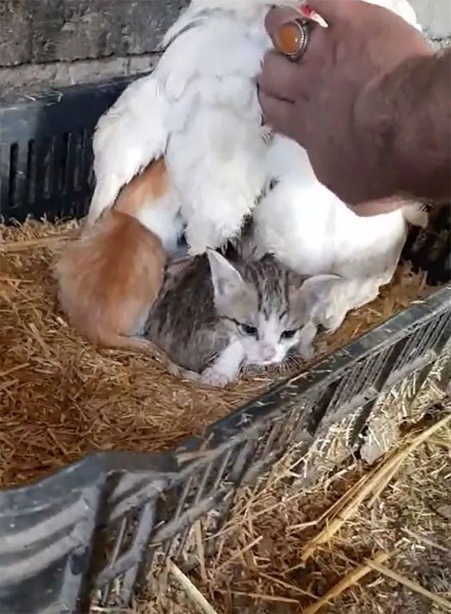 Hen Hen the Hen Cares for Orphaned Kittens After Mom Dies 3 The owner finds three adorable kittens underneath