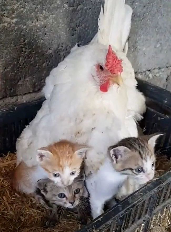 Hen Hen the Hen Cares for Orphaned Kittens After Mom Dies 4 The hen stays alert and protective of the kittens