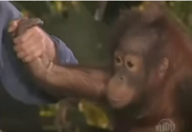 Going head to head on the bar with the orangutan