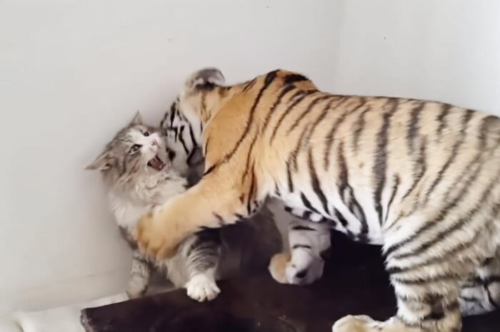 Excited tiger meeting its new friend