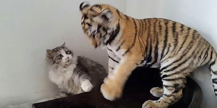 Still trying to make friends
