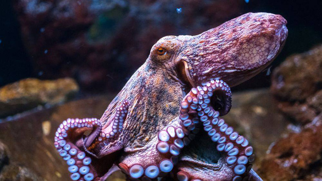 Octopus