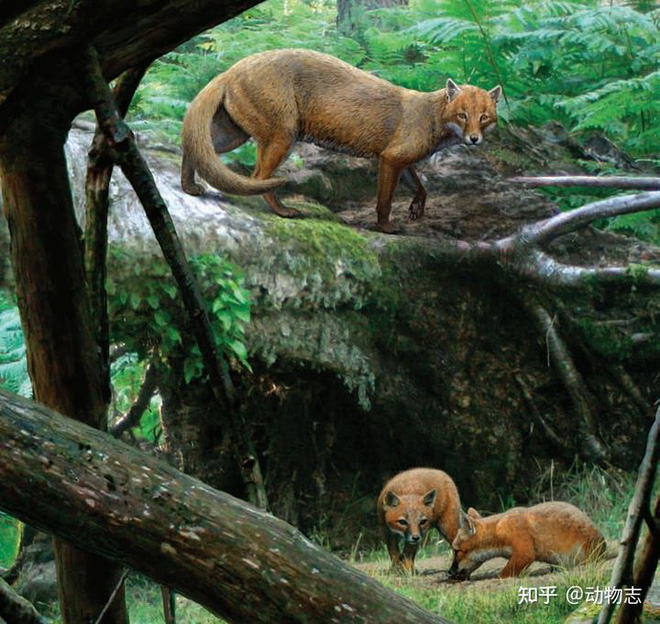 Early dog ancestor Hesperocyon