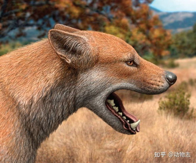 Austrian dog ancestor