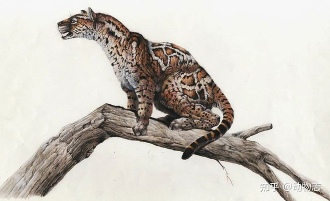 Early cat ancestor in European forest