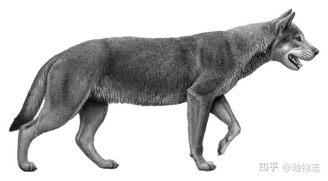 Giant Borophaginae Epicyon