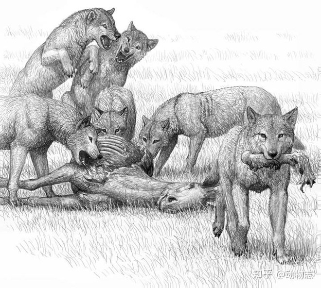 Late Borophaginae scavengers