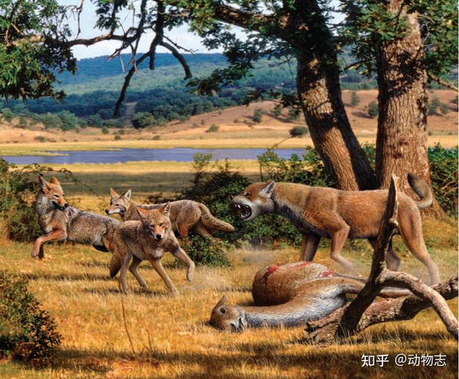 Modern Caninae adaptations
