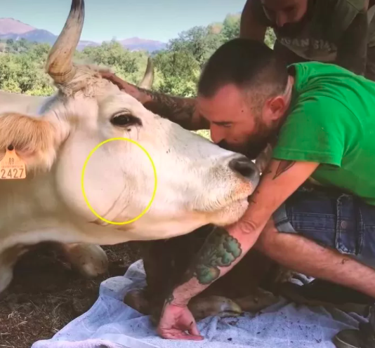 Mother cow Frazier with her newborn calf