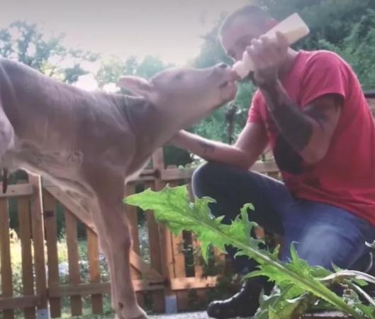 Ismael caring for the calf at the sanctuary