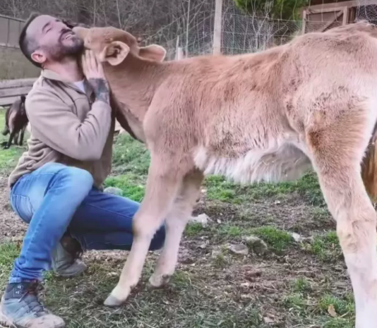 The calf growing up at Gala Sanctuary Foundation